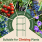Vasche da Giardino Elevate con Trellis